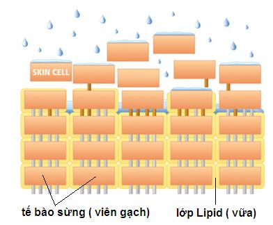 Hàng rào da và bệnh viêm da cơ địa ở trẻ em