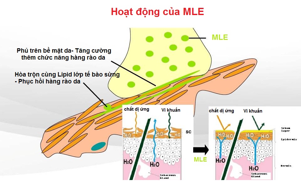 cong nghe mle